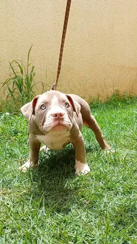 Exotic Bully / American Bully Filhote Lilac Macho