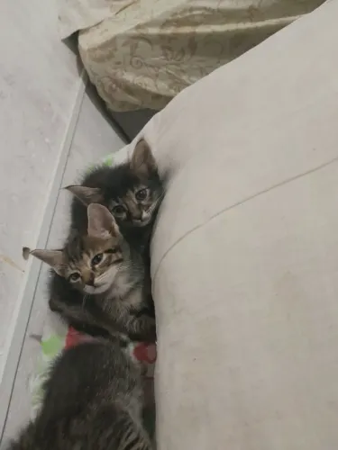 Doação de gatos filhotes