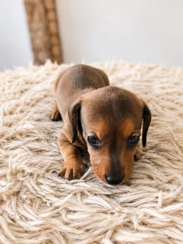Dachshund
