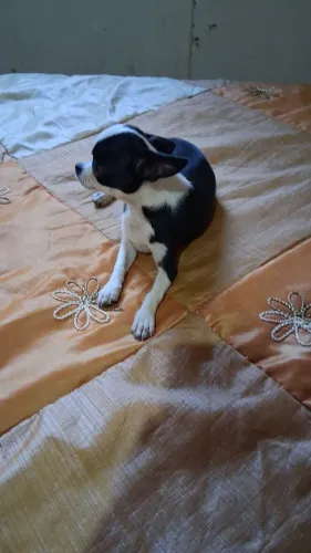 Lindo filhote pra alegria da sua casa