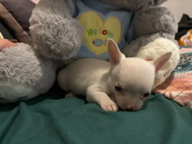 Chihuahua Macho cor Branco Linhagem Russa