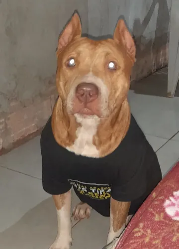 Pit monstro barato pra hoje