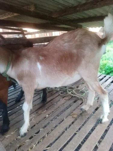 Cabra prenha de primeira cria