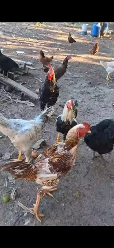 Galinha galo franquinhos 