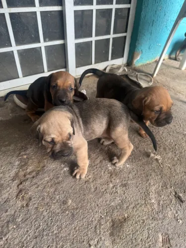 Filhotes de cachorro filá brasileiro 
