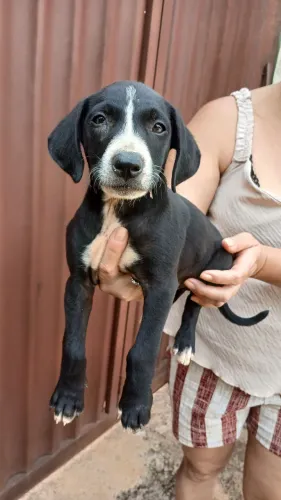 Doação de um filhote de cachorro