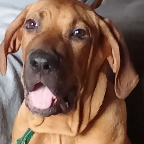 Cachorro fila brasileiro 