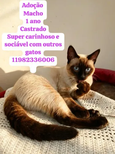 Feira de Adoção de gatos