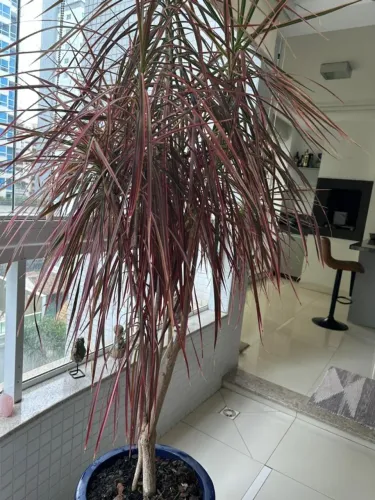 Dracena Tricolor Rosada