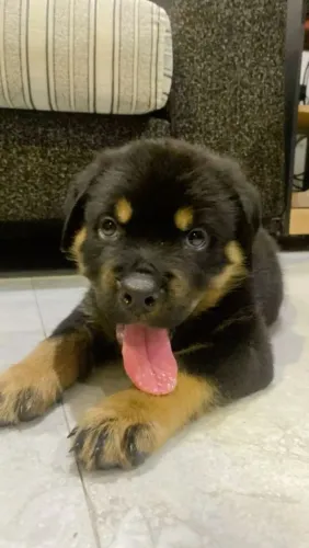 Rottweiler Um filhotinho que vai mudar sua rotina para melhor