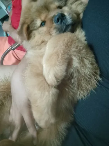Chow Chow ?