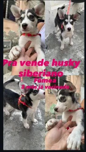 Vendendo pois vou embora
