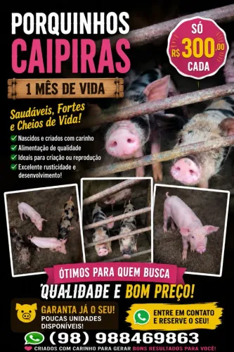 ? Oportunidade! Porquinhos de raça por Apenas R$ 300 Cada