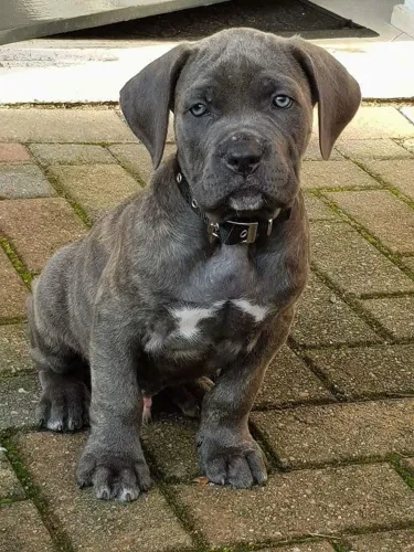 CANE CORSO FILHOTE