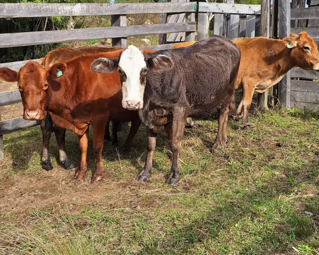 Vacas