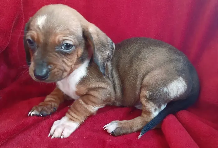 Basset macho