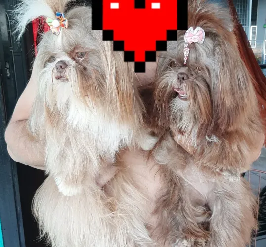 Shih tzu 