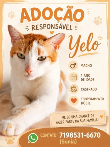 Gato laranja castrado dócil para adoção