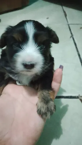 Vende se um yorkshire