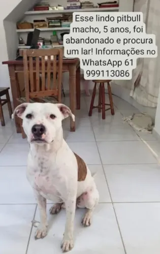 Pet pitbull