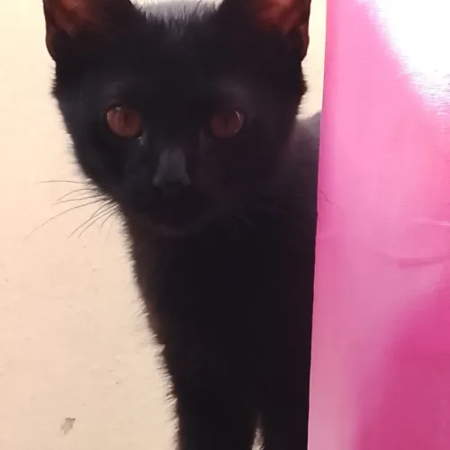 Gatinha para adoção responsável 