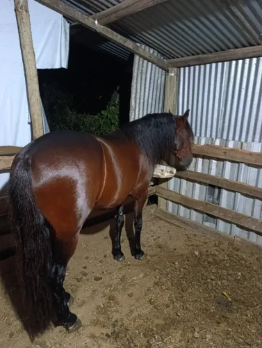 Cavalo