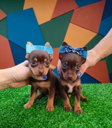 Mini Guardião da Família