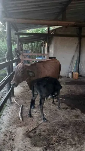 Bezerros