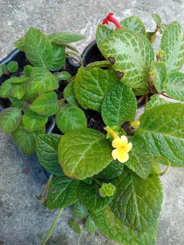 PLANTA EPISCIA.Três em um.No vaso de 8cm de altura e 19 diãmetro.