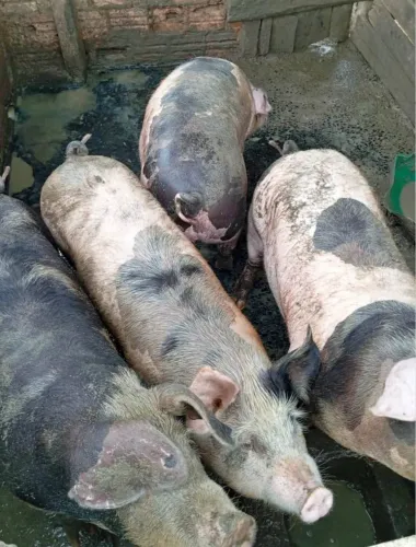 Doação de porco caipira