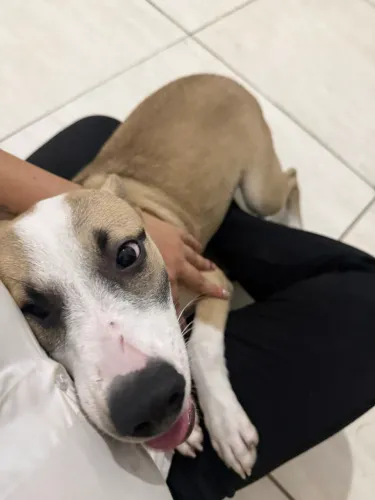 Cachorrinha
