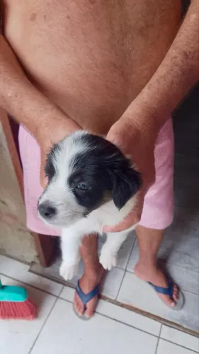 Doações de filhotes de cachorro 