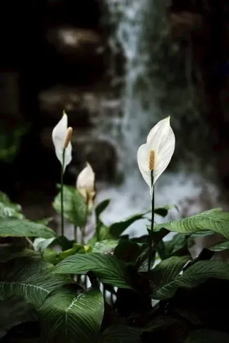 Planta de jardim lírio da paz valor 50