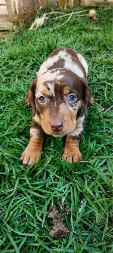 Filhotes de Dachshund Salsichinha