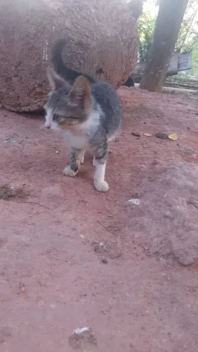 Doação de gatinha