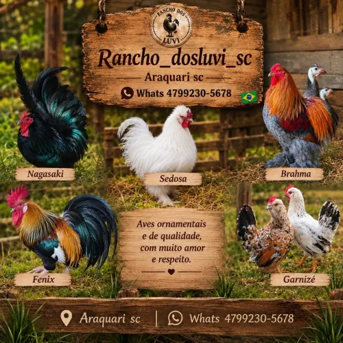 Pintinho disponível Ameraucana Nagasaki Sedosa Brahma Garnizé Fenix Serama Angolista Indio