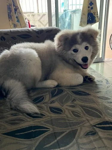 Malamute do Alasca ?