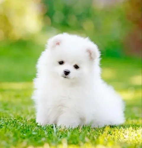 Vendo lindo filhote de Spitz Alemão anão/Lulu-da-pomerânia