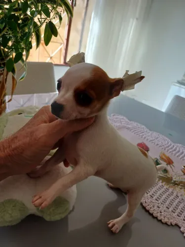 Linda fêmea Pincher miniatura