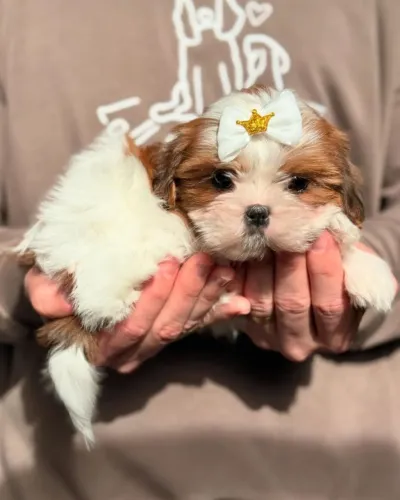 Shih tzu fofura