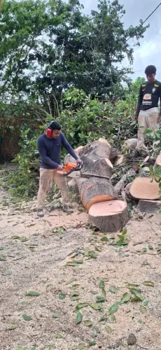 Capina aplicação de veneno corte e poda de árvores e plantas