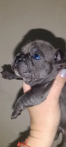 BLUE Bulldog francês filhotes