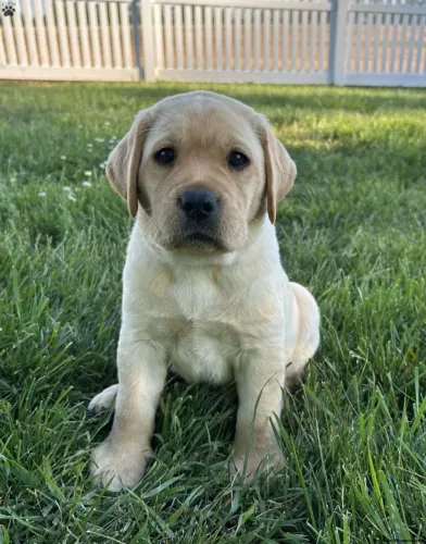 Labrador | O melhor companheiro
