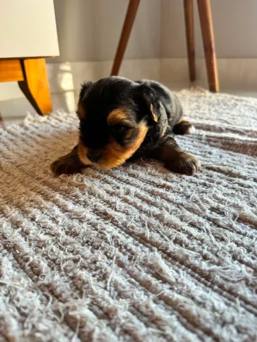 Yorkshire Terrier filhotes - MACHO