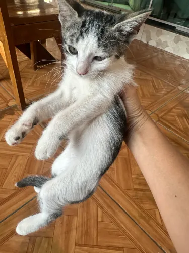 Adoção de gatos 