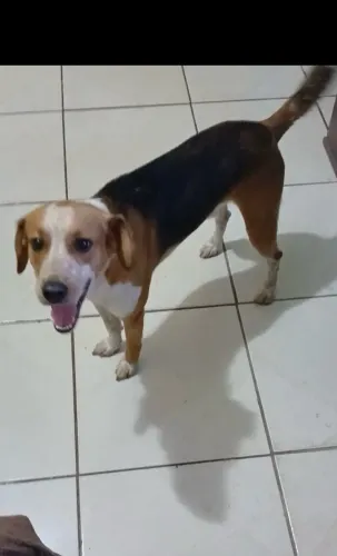 Doação responsável: cãozinho de 5 anos, carinhoso e brincalhão
