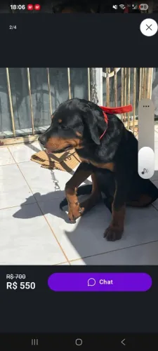 Vendo cachorro rotweiller