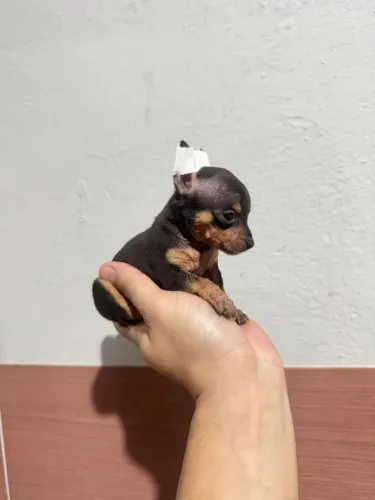 Pinscher Zero femea pretinha