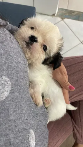 Vendo filhote de shit Tzu 