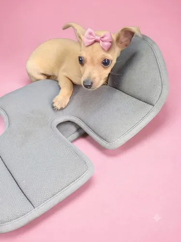 Pinscher 1 femea